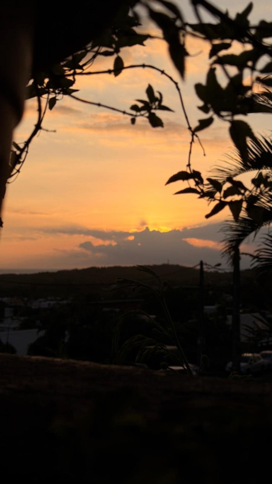 Coucher de soleil à travers la végétation